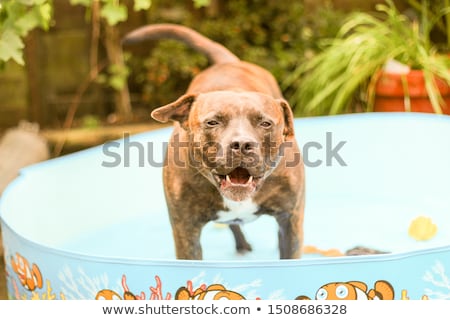 Сток-фото: Studio Shot Of An Angry Staffordshire Terrier