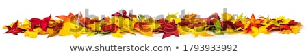 Solo Outonal Foto stock © Smileus