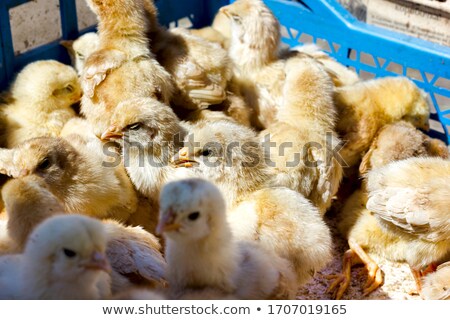 Сток-фото: Small Chicken Sitting In A Box