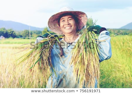 Foto stock: Yellow Rice Paddy Harvesting Season