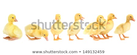 Stok fotoğraf: Many Fluffy Baby Ducklings Isolated