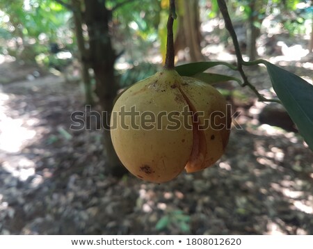 Foto d'archivio: Macro Closeup Of A Cracked Organic Nutmeg Seed