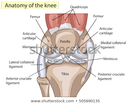 Foto d'archivio: Human Knee Anatomy