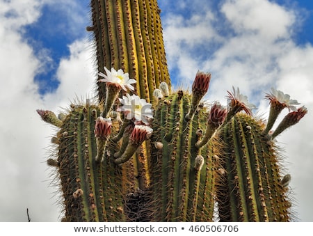 [[stock_photo]]: Dry Giant Cactus In The Desert Argentina