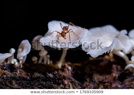 ストックフォト: Ant And Mushroom