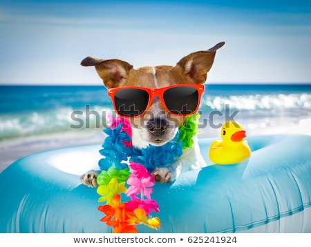 Stockfoto: Dog At The Beach And Ocean With Air Mattress