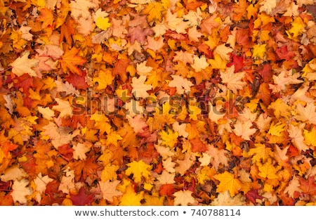 Stock photo: Autumn Leaves Background