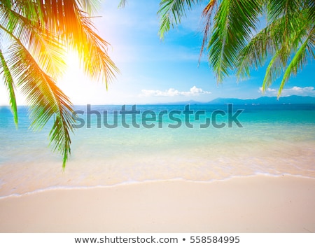 Stok fotoğraf: Palm Leafs And Sea In The Evening Sunset