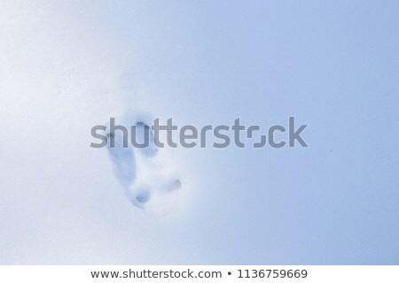Stock fotó: Wild Boar Track In Snow