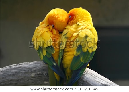 Stock photo: Two Birds In Love