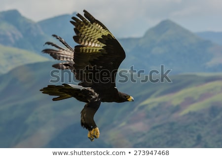 [[stock_photo]]: Black Eagle Or Verreauxs Eagle Portrait