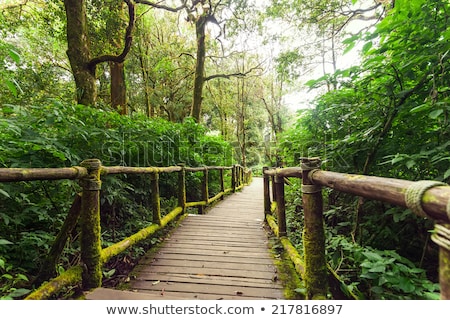 Foto d'archivio: Jungle Landscape Wooden Bridge At Misty Tropical Rain Forest Thailand