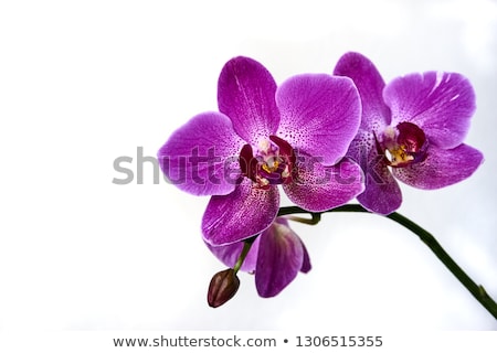Stockfoto: Iolette · orchideeën