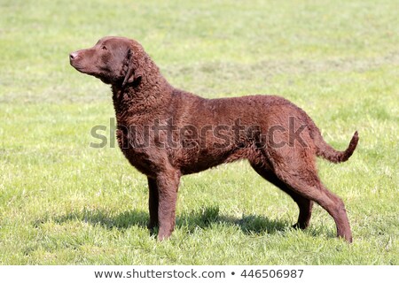 Stock fotó: Typical Chesapeake Bay Retriever In The Garden