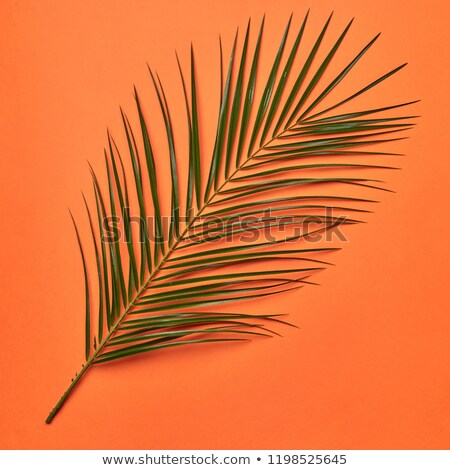 Stok fotoğraf: Palm Fresh Leaf Presented On An Orange Background With Copy Space Natural Layout Flat Lay