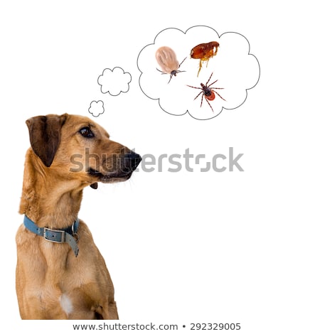 Foto d'archivio: Dog With Fleas Ticks Or Insects