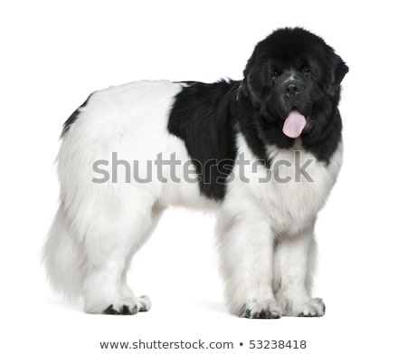Stock fotó: Studio Shot Of An Adorable Newfoundland Dog
