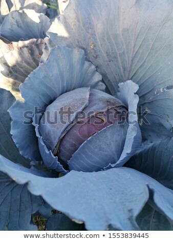 [[stock_photo]]: Cabbage Plants In Field Ready For Harvest