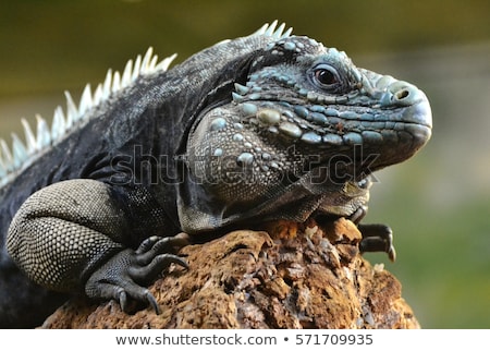 Stok fotoğraf: Blue Iguana Cayman Islands