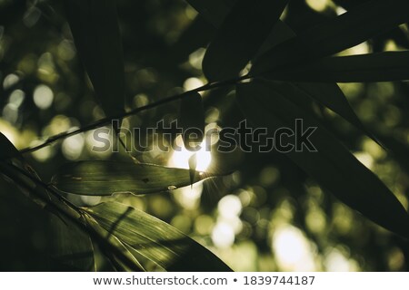 Stock photo: Bamboo Leaf Background