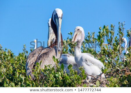 ストックフォト: Young Pelican