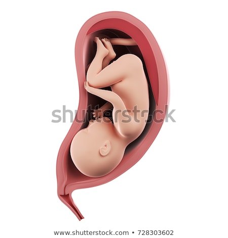 Stock photo: 3d Rendered Illustration - Uterus