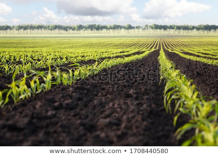 Zdjęcia stock: Cultivated Field