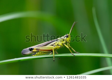 ストックフォト: Camouflaged Grasshopper