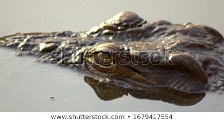 Imagine de stoc: Crocodile Close Up Eyes And Teeth