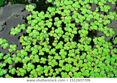 Stockfoto: Duckweed