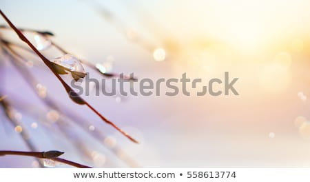 Foto stock: Icicles Melting