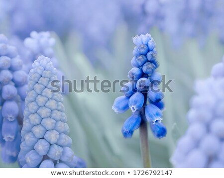 Stock foto: Muscari Neglectum Flowers