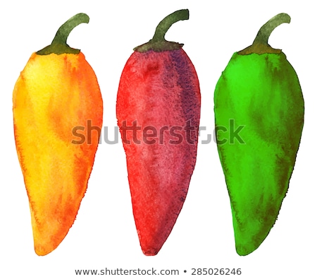 Сток-фото: Watercolor Illustration Of Jalapeno Pepper