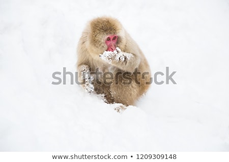 Stockfoto: Japanese Macaque Or Monkey Searching Food In Snow