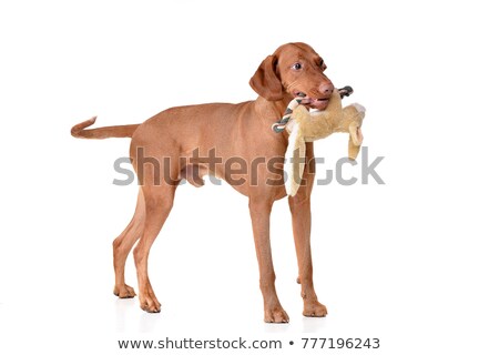 Foto stock: An Adorable Hungarian Vizsla With Plush Rabbit