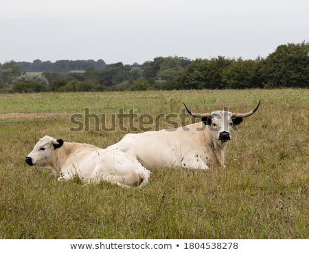 Foto stock: Rare Breed