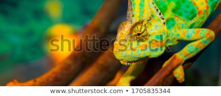 Сток-фото: Colorful Lizard