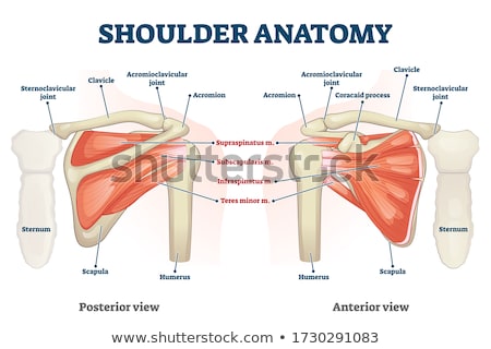 Сток-фото: Anatomy Muscles And Skeleton