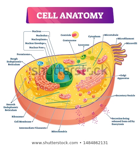 [[stock_photo]]: Human Cell Anatomy Image