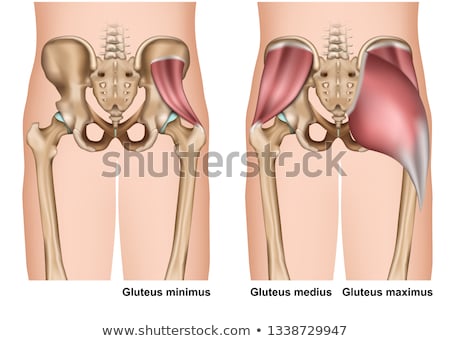 Imagine de stoc: 3d Rendered Illustration - Gluteus Maximus