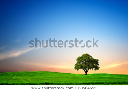 Stock photo: Winter Meadow With Lonely Oak Tree
