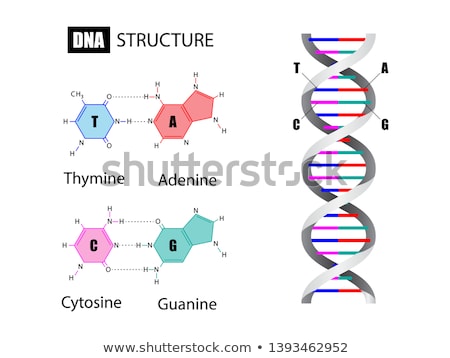 Stockfoto: Dna Structure