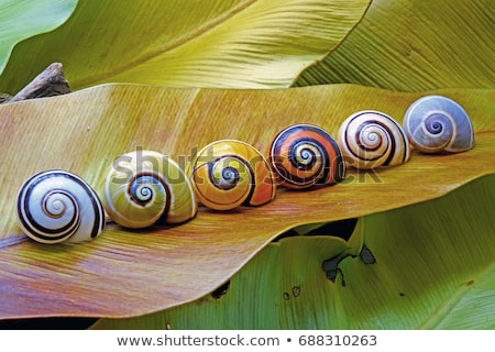 Zdjęcia stock: Snail In Nature