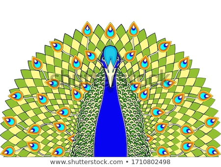Zdjęcia stock: Peacock With Flowing Tail