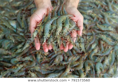 Foto stock: Prawns And Shrimps For Sale