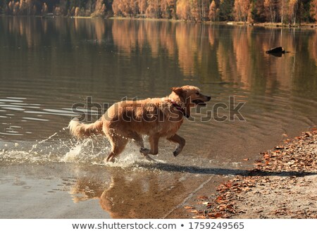 Foto d'archivio: Golden Retriever In Water Trough