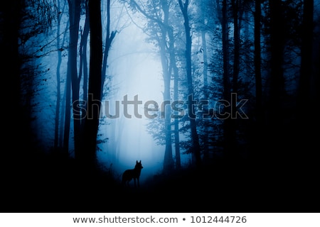 Stok fotoğraf: Wolf In The Forest