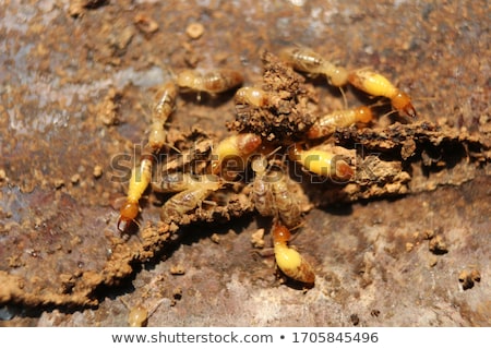 Stock photo: Termites Or White Ants