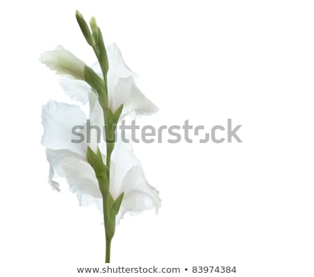 Stock foto: Pink And White Gladiolas