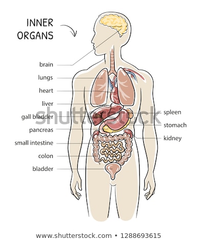 Сток-фото: Colorful Human Anatomy Background